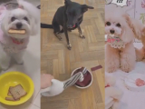 Eszméletlen reakció videók kutyáktól