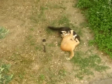 INSANE CATS FIGHTING