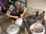 Vietnam: Haiphong, tyukvagas