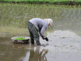 Vietnam:Cat Ba sziget: rizspalánta ültetése