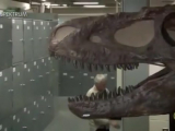 A T. rex igazi arca 1. rész