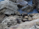 Új-Zéland, Kaikoura félsziget: medvefokák