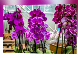 Dobronak, Orchidea farm