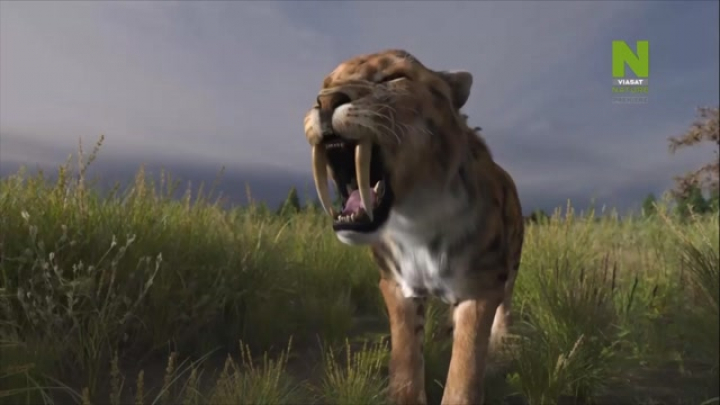 Elveszett vadak 4. rész (Smilodon) - 2021