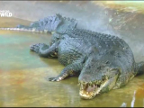 A világ legnagyobb krokodilja (2013)