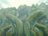 Wakfu 4. évad - 12. rész