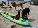 India, Goa-tehenek a strandon
