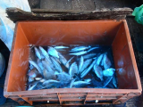 Kochi - kínai halászhálók