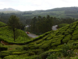 India, Kolukkumalai teaföld