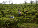 Kolukkumalai teaültetvény: szedés