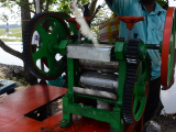 Kerala: cukornád ital