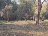 Mudumalai Tiger Reserve