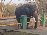 Elephant Feeding Camp