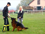 Enzo vom Land des Stolzen Löwen