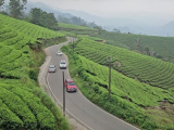 Kerala: Munnar, teaföldek