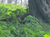 Bandipur Nemzeti Park: pettyes szarvasok