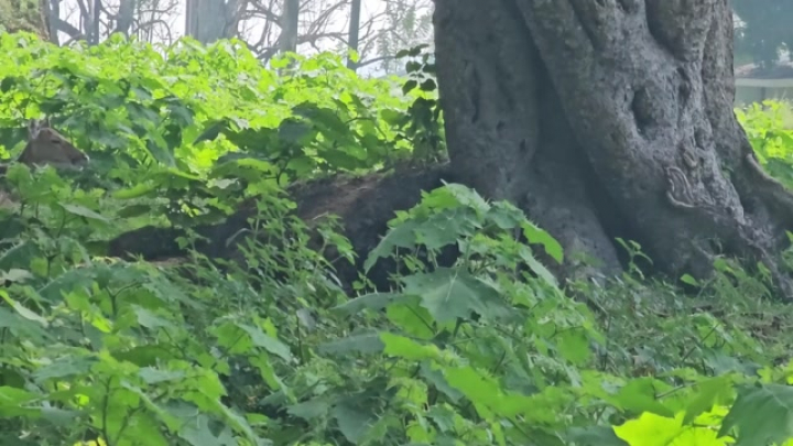 Bandipur Nemzeti Park: pettyes szarvasok