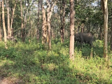 Bandipur Nemzeti Park: elefántok