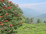 Munnar: teaföldek