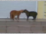 Fierce fighting the cats