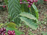 Karnataka: Coorg
