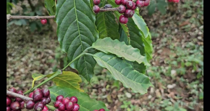 Karnataka: Coorg