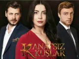 Szárnyatlan madarak összes linkje