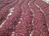 Karnataka: chili