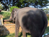 Mysuru: Templomi elefántok