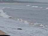 Odisha, Puri: Gahirmatha Beach