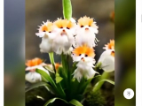Titokzatos és aranyos macska szemű orchidea